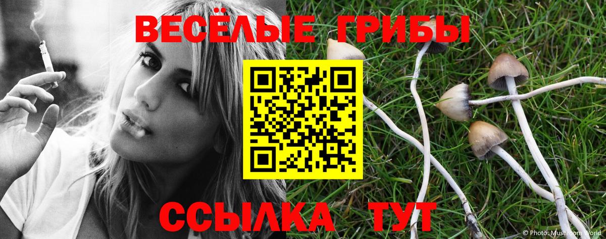 Псилоцибиновые грибы Psilocybe  закладка  Петрозаводск  Вход с VPN 